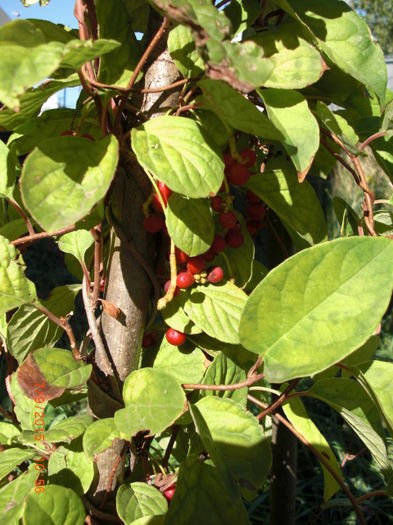 Schisandra Inceputul Inrosirii