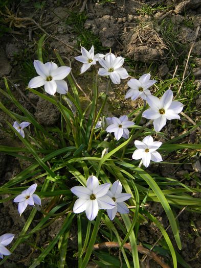 Ipheion uniflorum - 3 Gradina 2016