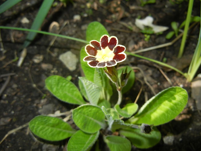 Primula elatior Gold Lace (2016, Mar.30) - PRIMULA Elatior Gold Lace