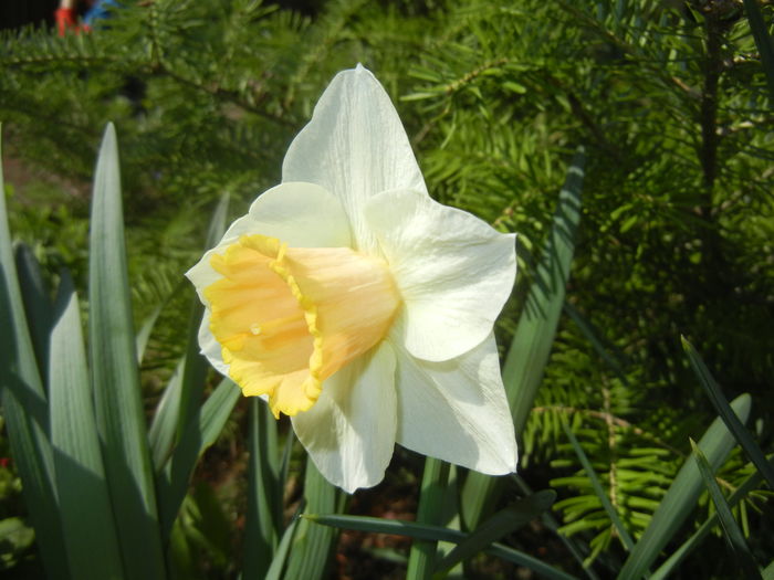 Narcissus Salome (2016, March 30)