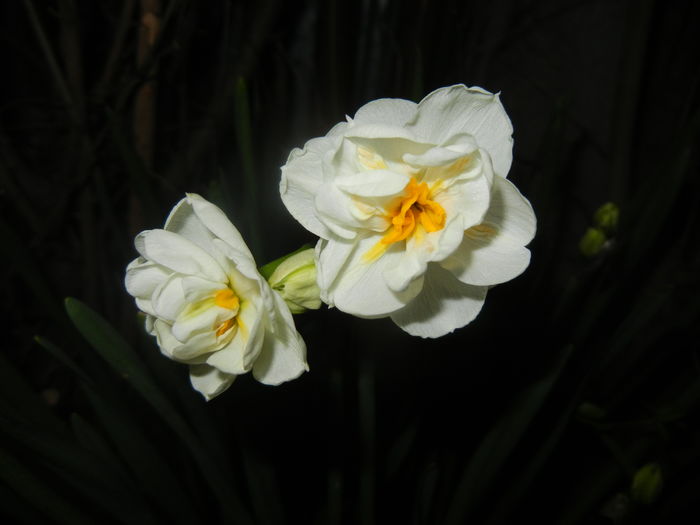 Narcissus Bridal Crown (2016, March 31) - Narcissus Bridal Crown