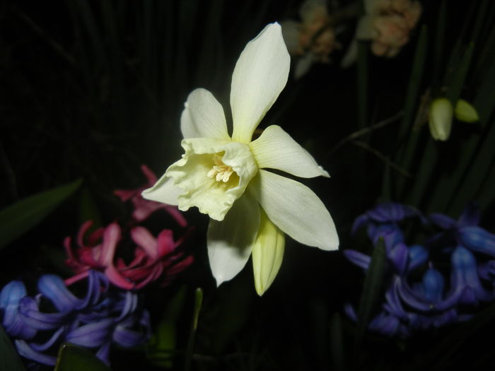 Narcissus Thalia (2016, March 31)