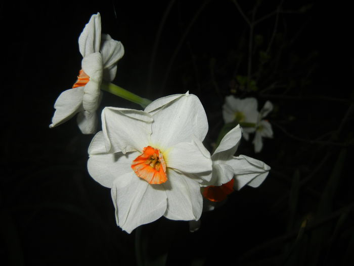 Narcissus Geranium (2016, March 31)