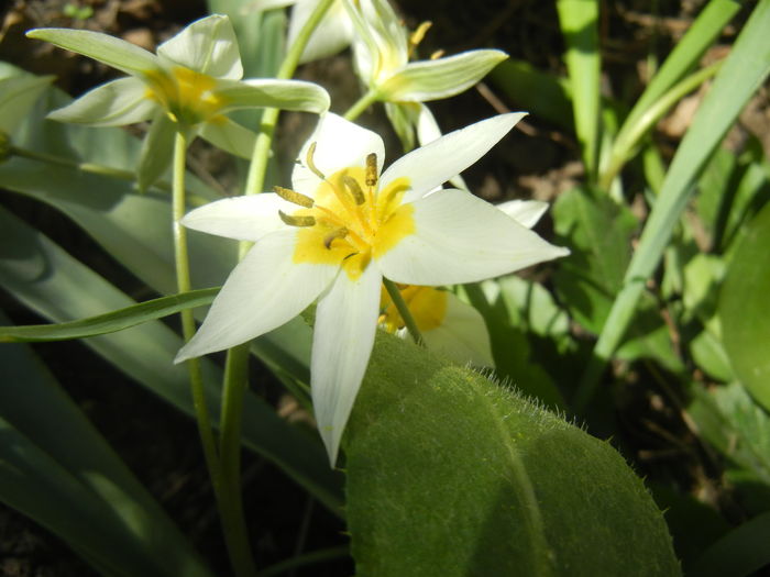 Tulipa Turkestanica (2016, March 31) - Tulipa Turkestanica