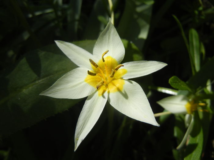 Tulipa Turkestanica (2016, March 31) - Tulipa Turkestanica