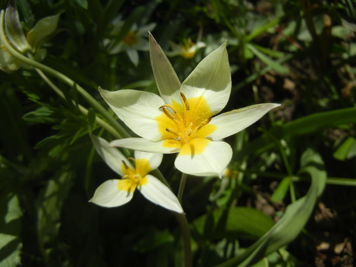 Tulipa Turkestanica (2016, March 31) - Tulipa Turkestanica