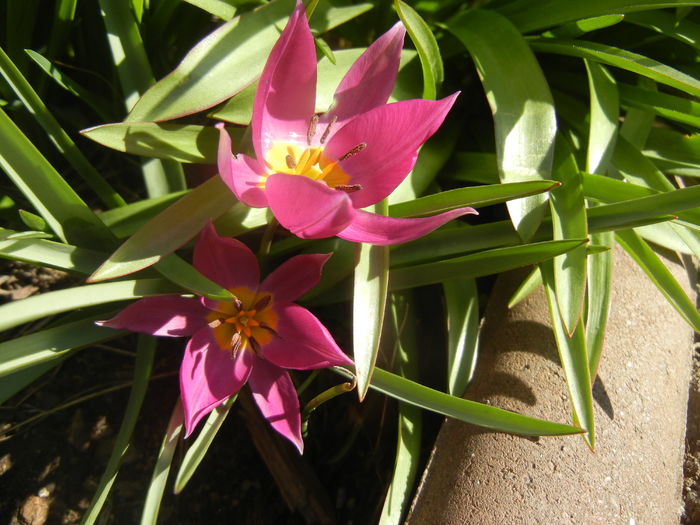 Tulipa pulchella Violacea (2016, March 31) Tulipa pulchella Violacea (2016, March 31)