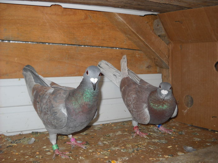 PLECATI DE LA MINE -SCAPATI