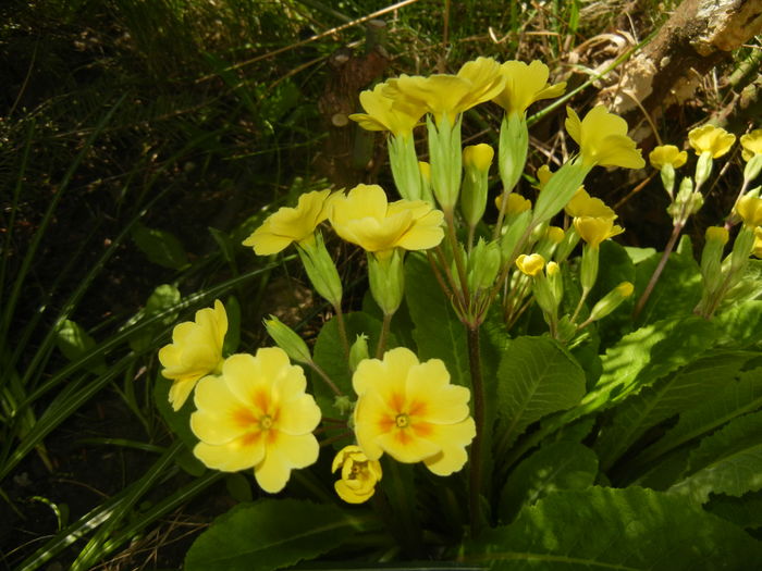 Primula polyanthus Yellow (2016, Mar.31)