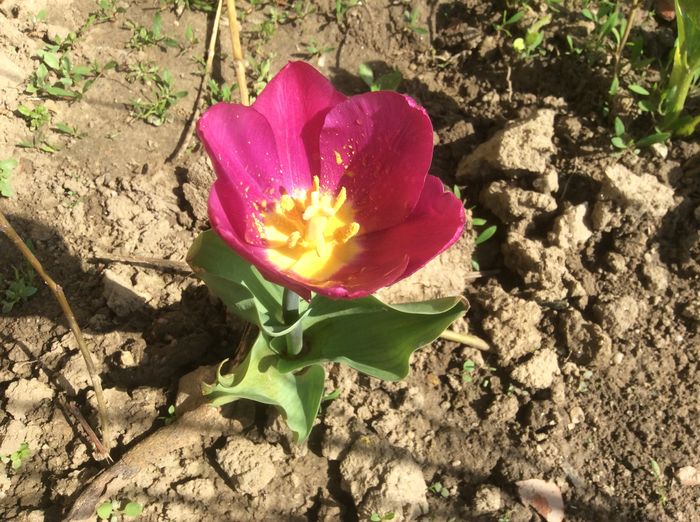 image - plante de gradina