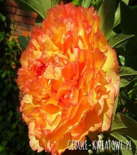 bujor pomaranczowa