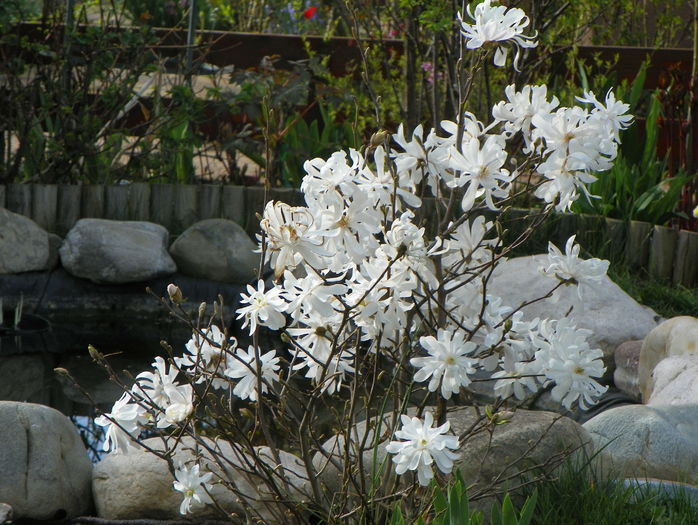 magnolia stellata