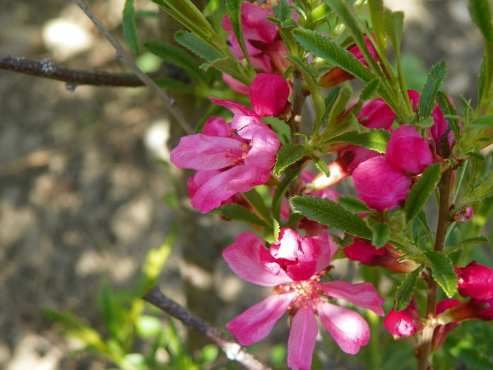 prunus tenella Kati