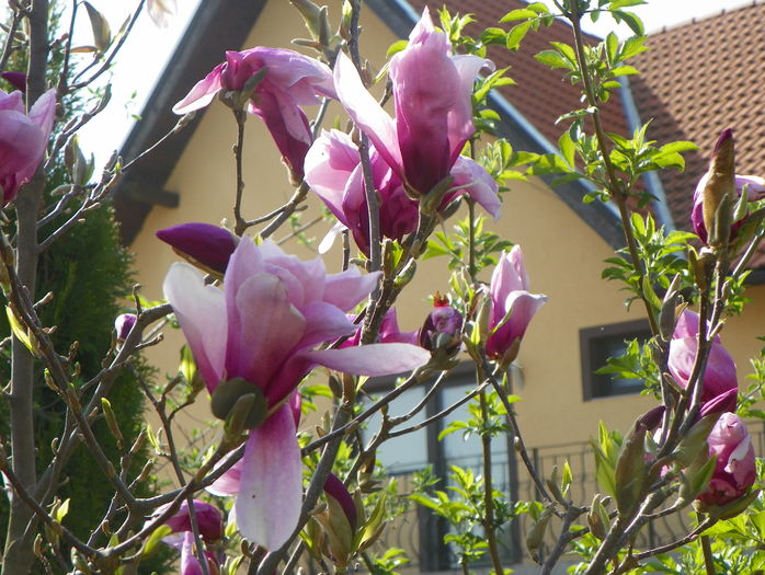 magnolis Susan - Copacei si arbusti 2016