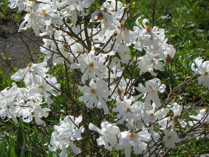 magnolia stellata - Copacei si arbusti 2016