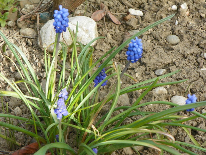 muscari Dark Eyes
