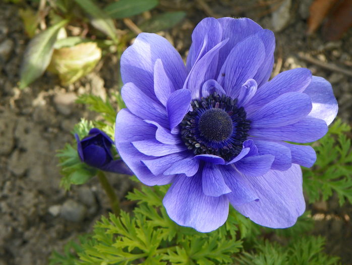 anemone Lord Lieutenant