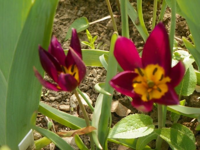 tulipa humilis Odalisque