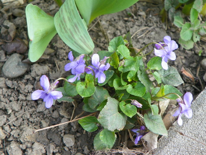 viola Konigin Charlotte