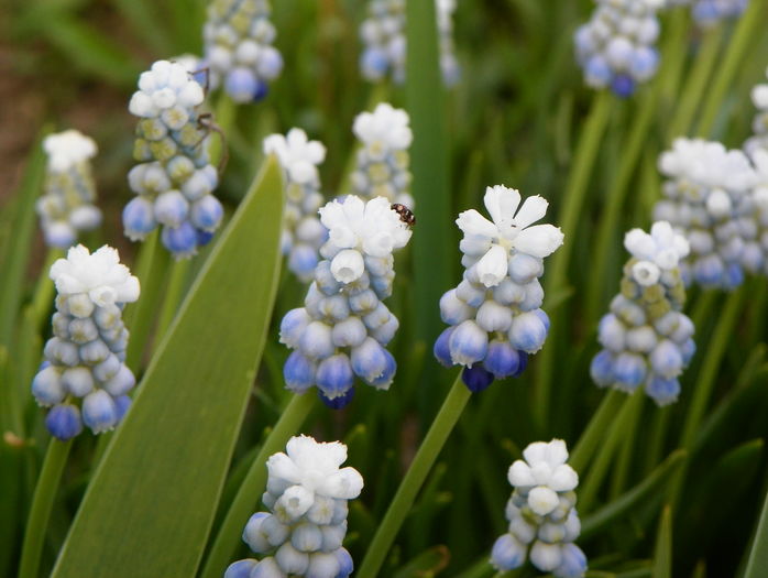 muscari Peppermint