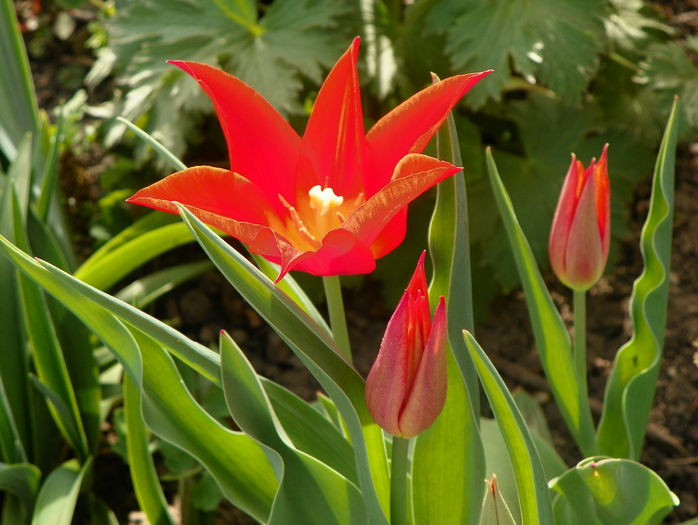 lalele Synaeda Orange