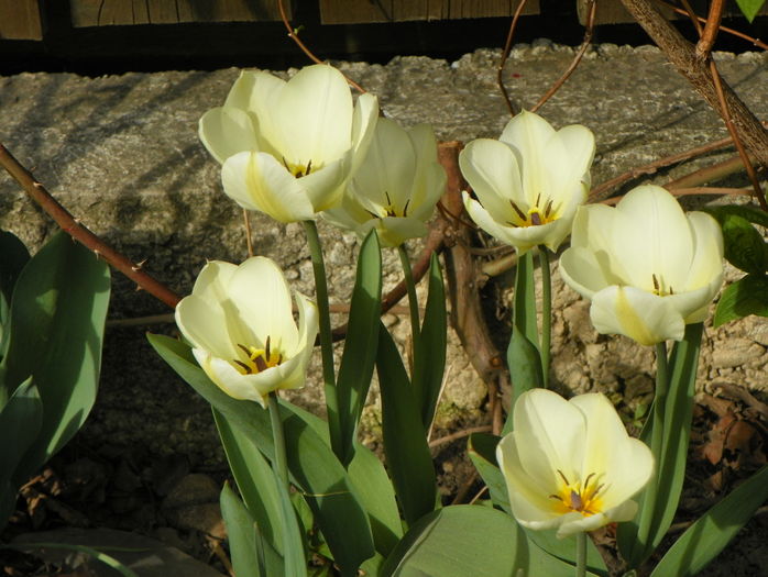 lalele Purissima
