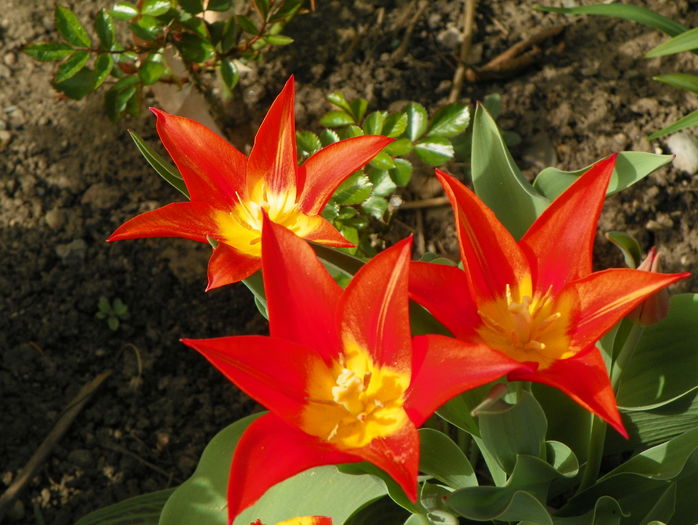lalele Synaeda Orange
