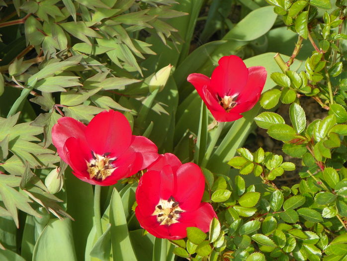 7 apr (29)