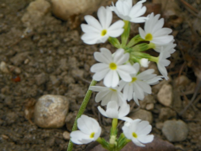 primula denticulata Alba