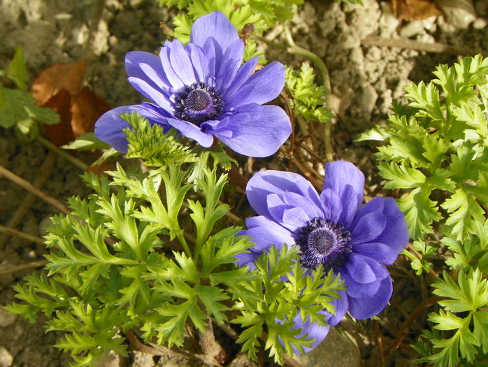 anemone Lord Lieutenant