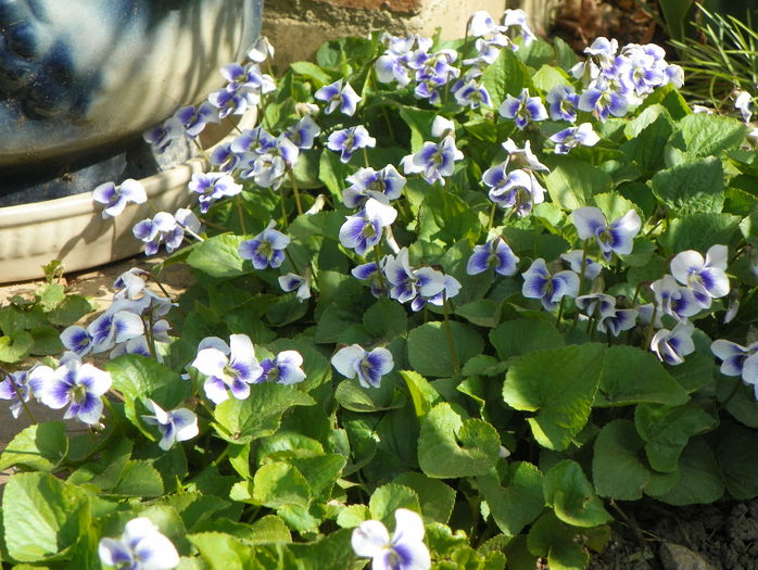 viola sororia priceana