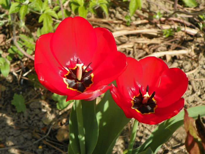 7 apr (43)