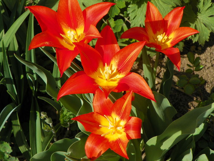 lalele Synaeda Orange