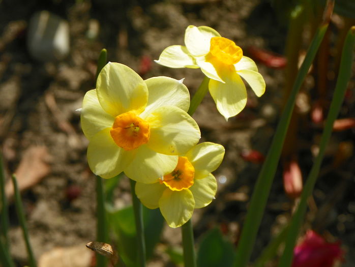 narcisa Grand Soleil dOr