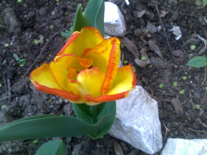 060420162950