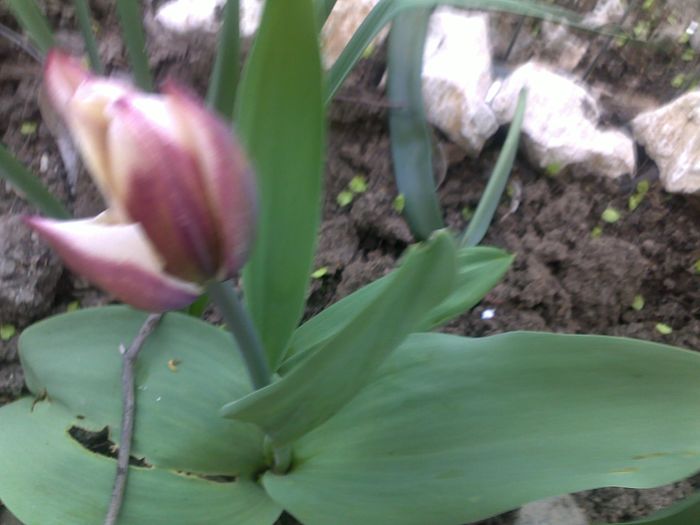 060420162951