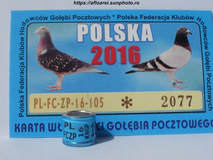 pl fczp khgp 16 - POLONIA- ZP