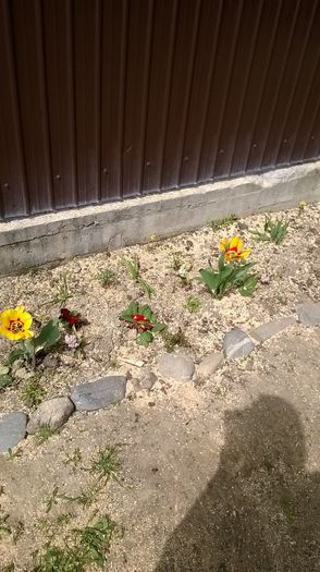 lalea bicolora - Florile din gradina verisoarei mele