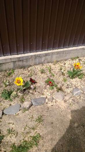 IMG-20160407-WA0004 - Florile din gradina verisoarei mele