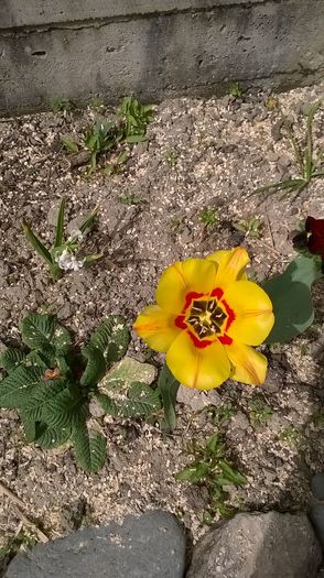 IMG-20160407-WA0002 - Florile din gradina verisoarei mele