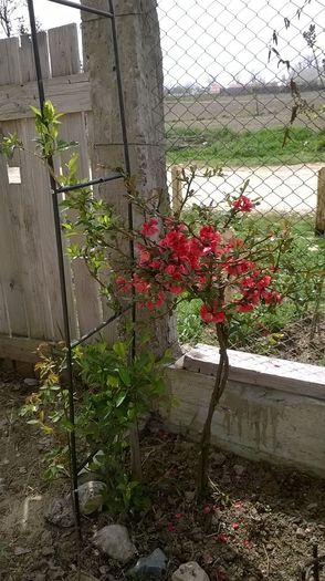 gutui japonez - Florile din gradina verisoarei mele