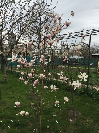 Magnolia surorii mele