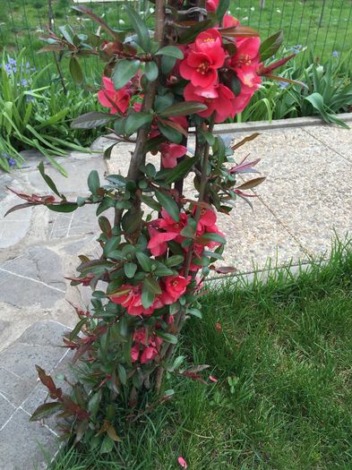Plantata de MAMA