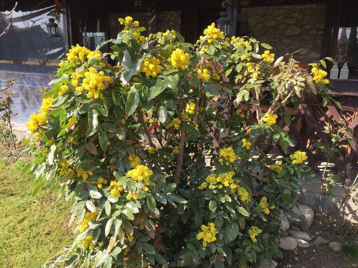 Mahonia