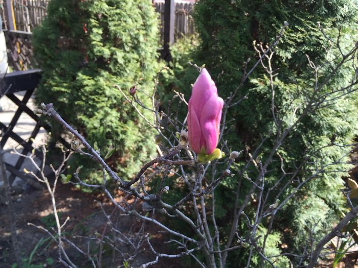 Magnolia mea. 2 infloriri/ an