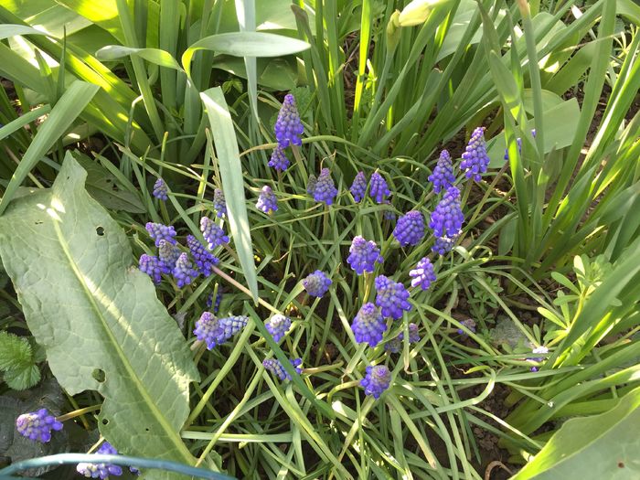 muscari