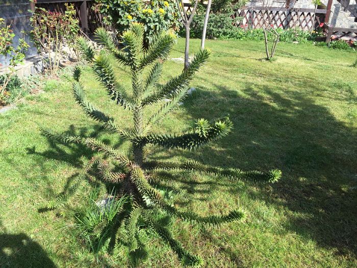 Araucaria Araucana