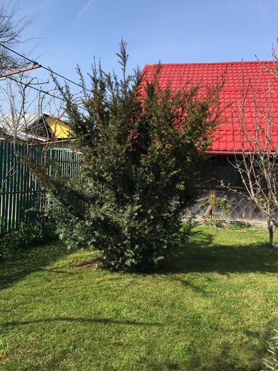 Taxus Bacatta
