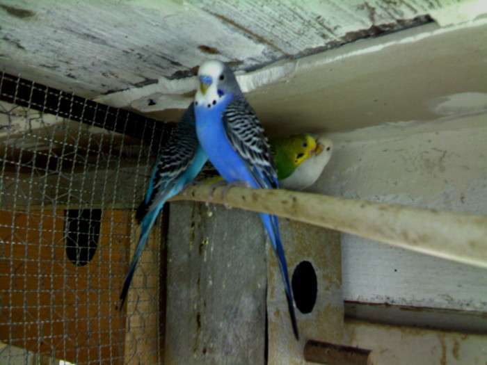 Albastru f.f; mascul albastru
