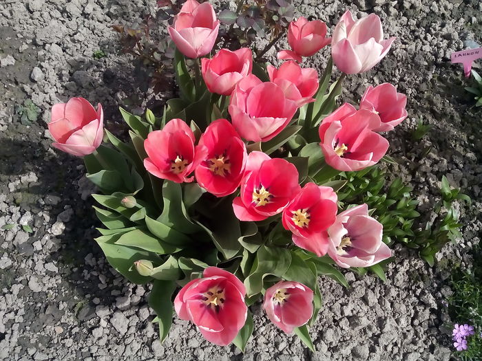 IMG_20160406_143030 - 2016 Primavara